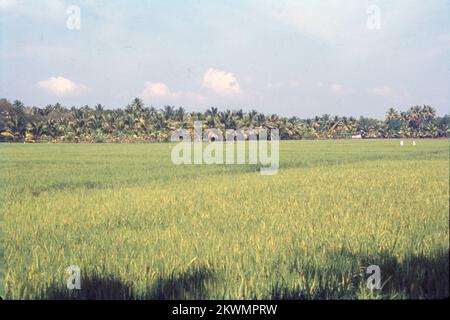 Oryza sativa, communément appelé riz asiatique ou riz indica, est l'espèce végétale la plus communément appelée riz en anglais. C'est le type de riz d'élevage dont les cultivars sont les plus courants dans le monde et qui a été utilisé pour la première fois dans le bassin du fleuve Yangtze en Chine il y a 13 500 à 8 200 ans. En tant que grain de céréales, le riz domestique est l'aliment de base le plus largement consommé pour plus de la moitié de la population humaine du monde, le riz est la culture alimentaire la plus importante en ce qui concerne la nutrition humaine et l'apport calorique, la méthode traditionnelle pour cultiver le riz est l'inondation des champs. Banque D'Images