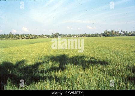 Oryza sativa, communément appelé riz asiatique ou riz indica, est l'espèce végétale la plus communément appelée riz en anglais. C'est le type de riz d'élevage dont les cultivars sont les plus courants dans le monde et qui a été utilisé pour la première fois dans le bassin du fleuve Yangtze en Chine il y a 13 500 à 8 200 ans. En tant que grain de céréales, le riz domestique est l'aliment de base le plus largement consommé pour plus de la moitié de la population humaine du monde, le riz est la culture alimentaire la plus importante en ce qui concerne la nutrition humaine et l'apport calorique, la méthode traditionnelle pour cultiver le riz est l'inondation des champs. Banque D'Images