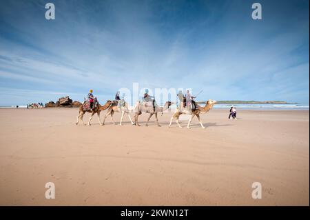 Promenades à dos de chameau - Essaouira Beach, Maroc Banque D'Images