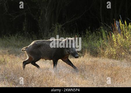 Croatie en tant que 28th Etat membre de l'UE - Parc naturel le Parc naturel de Kopacki rit Kopaèki Rit est une zone inondée dans le nord-est de la Croatie, au confluent des fleuves Drava et Danube. RIT Boots est l'une des plus grandes plaines alluviales d'Europe. Avec des zones périodiquement inondées - le soi-disant. étangs et dépressions où l'eau coule - canaux et naturels, il y a plusieurs lacs qui ne sèchent jamais. Le lac le plus grand est le lac Kopacko et le lac le plus profond Sakadasko. En raison de sa préservation en tant qu'écosystèmes rares de ritskog, de sa grande biodiversité et de sa valeur scientifique et écologique exceptionnelle, Kopaèki rit en 1967. Le Banque D'Images