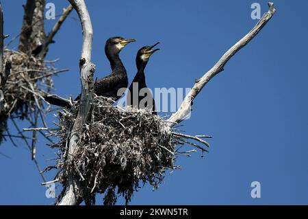 Croatie en tant que 28th Etat membre de l'UE - Parc naturel le Parc naturel de Kopacki rit Kopaèki Rit est une zone inondée dans le nord-est de la Croatie, au confluent des fleuves Drava et Danube. RIT Boots est l'une des plus grandes plaines alluviales d'Europe. Avec des zones périodiquement inondées - le soi-disant. étangs et dépressions où l'eau coule - canaux et naturels, il y a plusieurs lacs qui ne sèchent jamais. Le lac le plus grand est le lac Kopacko et le lac le plus profond Sakadasko. En raison de sa préservation en tant qu'écosystèmes rares de ritskog, de sa grande biodiversité et de sa valeur scientifique et écologique exceptionnelle, Kopaèki rit en 1967. Le Banque D'Images