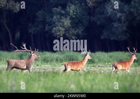 Croatie en tant que 28th Etat membre de l'UE - Parc naturel le Parc naturel de Kopacki rit Kopaèki Rit est une zone inondée dans le nord-est de la Croatie, au confluent des fleuves Drava et Danube. RIT Boots est l'une des plus grandes plaines alluviales d'Europe. Avec des zones périodiquement inondées - le soi-disant. étangs et dépressions où l'eau coule - canaux et naturels, il y a plusieurs lacs qui ne sèchent jamais. Le lac le plus grand est le lac Kopacko et le lac le plus profond Sakadasko. En raison de sa préservation en tant qu'écosystèmes rares de ritskog, de sa grande biodiversité et de sa valeur scientifique et écologique exceptionnelle, Kopaèki rit en 1967. Le Banque D'Images