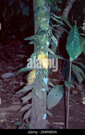 Le théobroma cacao, également appelé l'arbre de cacao et le cacao, est un petit arbre à feuilles persistantes de la famille des Malvaceae. Ses graines, les fèves de cacao, sont utilisées pour faire de la liqueur de chocolat, des solides de cacao, du beurre de cacao et du chocolat. En 2018, le plus gros producteur de fèves de cacao était la Côte d'Ivoire, soit 2,2 millions de tonnes. Le nom du genre, Theobroma, est dérivé des mots grecs (theos), signifiant « dieu », et (brome), signifiant « alimentaire ». La signification littérale est « nourriture des dieux ». Banque D'Images