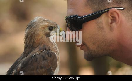 23.08.2013., Sibenska Dubrava - Falconry Centre est situé dans une forêt de pins à Dubrava, à seulement 8 km du centre de Sibenik, est un endroit unique où les visiteurs peuvent apprendre sur la vie mystérieuse des chasseurs de ciel - faucons. Les oiseaux de proie ont toujours impressionné l'homme, et comme la fauconnerie et la chasse avec un faucon est aussi vieux que les cultures anciennes de notre planète. Les premiers ont été trouvés en 5000 av. J.-C. En Chine où, par la Perse et le Moyen-Orient se sont propagées à l'Europe au Moyen-Age en pleine affirmation. Avec l'arrivée des armes à feu, la fauconnerie d'armes de chasse a perdu sa popularité mais survit grâce à Banque D'Images