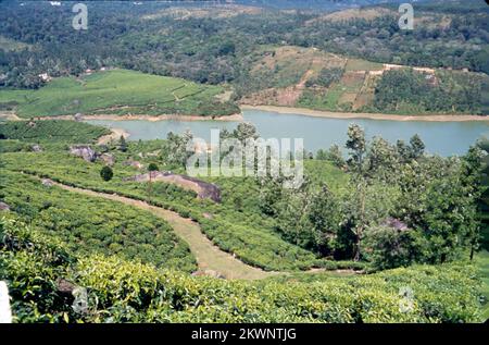 Tea Garden et le lac à Munnar, Kerala State sont perchés à une altitude de 8000 pieds au-dessus du niveau de la mer. Cette plantation de thé orthodoxe à Munnar prétend être l'une des plus hautes au monde et est célèbre pour son thé savoureux. Il est également connu pour ses chocolats et épices aromatisées. Inde Banque D'Images