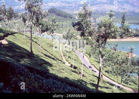 Tea Garden et le lac à Munnar, Kerala State sont perchés à une altitude de 8000 pieds au-dessus du niveau de la mer. Cette plantation de thé orthodoxe à Munnar prétend être l'une des plus hautes au monde et est célèbre pour son thé savoureux. Il est également connu pour ses chocolats et épices aromatisées. Inde Banque D'Images