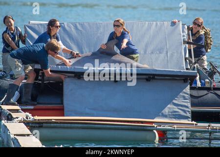 Six dauphins et plongeurs croates entraînés soutiendront les soldats américains lorsqu'ils fougueront la mer dans la région de Dubrovnik pour trouver d'éventuelles mines et autres explosifs. Le projet Dolphin 13 fait partie du Programme d'action humanitaire contre les mines des États-Unis, auquel participent l'ambassade des États-Unis et l'état-major général des forces armées croates, et sera exécuté sous les auspices du Département d'État des États-Unis. Banque D'Images