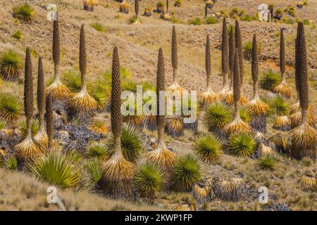 Champ de Puya de Raimondi et Vallée de Carpa, Cordillera Blanca, Andes, Pérou Banque D'Images