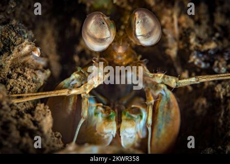 Crevettes de récif colorées sur un récif de corail sain dans l'Indo Pacific Banque D'Images