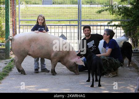 Les volontaires d'Osijek pour l'asile de chiens ont reçu un appel d'une ferme voisine pour prendre le porc car il refuse de manger et de boire, et d'autres porcs piétinent sur lui parce qu'il ne peut pas se tenir debout sur ses pieds. Ils l'ont pris et lui ont donné le nom Archibald. Il avait une inflammation sévère des articulations. Ils lui ont donné des antibiotiques, des médicaments et l'ont massée. Archibald est maintenant un 200 kilogrammes en bonne santé, dans l'abri il a une maison et une boîte. Il aime se câliner, il répond à son nom, et il aime jouer avec les 200 autres chiens comme il est l'un d'eux. Banque D'Images