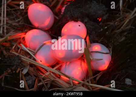 31.03.2015., Cazma, Grabovnica, Croatie - le spectacle de lumière de Pâques de la famille Salaj comprend 10 000 œufs de Pâques éclairés. L'ingénieur à la retraite Zlatko Salaj et sa famille dans leur propriété, situé à quelques kilomètres à l'est de la petite ville de Cazma, voulaient faire la plus grande atmosphère de vacances jamais. Ils ont eu la chance de voir la compagnie d'électricité installer une nouvelle sous-station à proximité il y a quelques années, fournissant suffisamment d'électricité pour alimenter le spectacle lumineux. Le projet est financé en partie par des parrainages, et en partie par des droits d'entrée, mais la majeure partie de l'argent et du travail pour le maintenir au cours des années a été mis en place par la Sala Banque D'Images