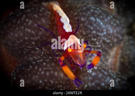 Crevettes de récif colorées sur un récif de corail sain dans l'Indo Pacific Banque D'Images