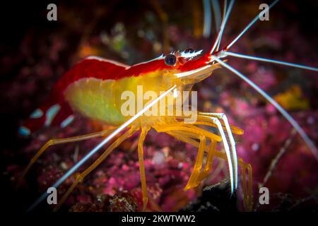 Crevettes de récif colorées sur un récif de corail sain dans l'Indo Pacific Banque D'Images