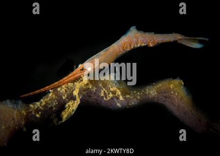 Crevettes de récif colorées sur un récif de corail sain dans l'Indo Pacific Banque D'Images