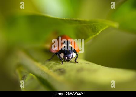 Image macro d'un coccinellidae, coléoptère qui remonte la tige d'une plante orange, yeux rouges, noirs et blancs en forme de coeur Banque D'Images