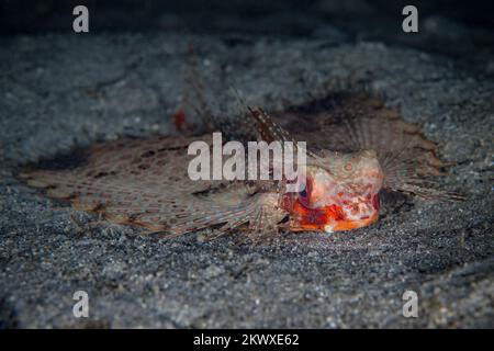 Beau portait de tête de poisson de gnard volante - Dactylopterus volitans Banque D'Images