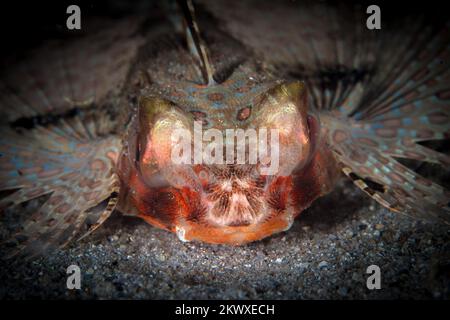 Beau portait de tête de poisson de gnard volante - Dactylopterus volitans Banque D'Images