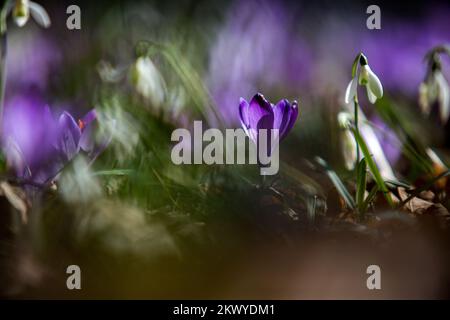 13.03.2017. Rijeka, Croatie - avec l'arrivée du temps plus chaud la nature s'éveille lentement, les premières plantes qui fleurissent après l'hiver, les fleurs de printemps, le safran de crocus, les gouttes de neige. Photo: Nel Pavletic/PIXSELL Banque D'Images