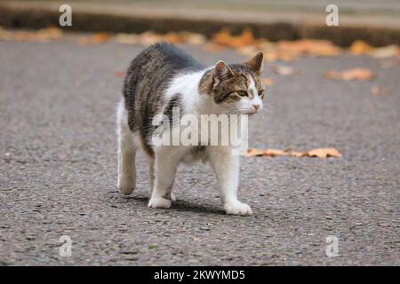 Londres, Royaume-Uni. 30th novembre 2022. Larry The Cat, chef Mouser et célèbre félin de Downing Street, est assis patiemment à la porte noire de Downing Street 10, sous une couronne de Noël festive aujourd'hui, puis va étudier le joli arbre de Noël et ses décorations. Credit: Imagetraceur/Alamy Live News Banque D'Images