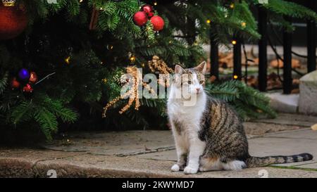 Londres, Royaume-Uni. 30th novembre 2022. Larry The Cat, chef Mouser et célèbre félin de Downing Street, est assis patiemment à la porte noire de Downing Street 10, sous une couronne de Noël festive aujourd'hui, puis va étudier le joli arbre de Noël et ses décorations. Credit: Imagetraceur/Alamy Live News Banque D'Images