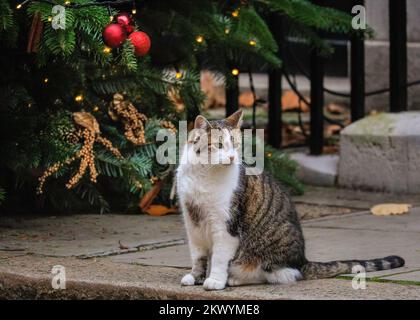 Londres, Royaume-Uni. 30th novembre 2022. Larry The Cat, chef Mouser et célèbre félin de Downing Street, est assis patiemment à la porte noire de Downing Street 10, sous une couronne de Noël festive aujourd'hui, puis va étudier le joli arbre de Noël et ses décorations. Credit: Imagetraceur/Alamy Live News Banque D'Images