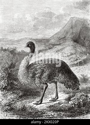 EMU (Dromaius novaehollandiae) États australiens de Victoria, Australie. Souvenir d'un squat français en Australie par H. de Castella 1854-1856 Banque D'Images