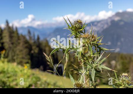 Chardon sur une usine de chardon dans les alpes suisses Banque D'Images