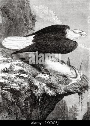 L'aigle royal. Haliaeetus leucocephalus. Voyages en Amérique du Nord par Louis Deville, États-Unis et Canada 1854-1855. Le Tour du monde 1861 Banque D'Images