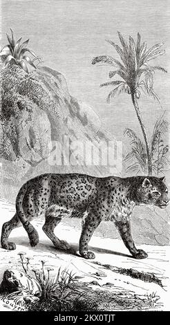 Une Jaguar (Panthera onyx) Argentine, Amérique du Sud. Aventures et mésaventures de Mme Libarona dans le Gran Chaco 1840-1841 Banque D'Images