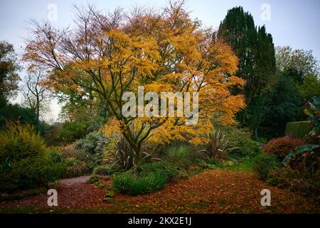 Arley Hall and Gardens oranger Tree Banque D'Images