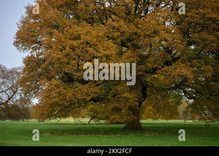 Arley Hall and Gardens grand arbre Banque D'Images