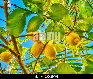 Citrons en croissance à Marrakech, Maroc Banque D'Images