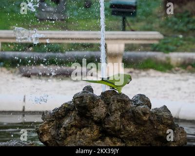 perroquets verts eau potable dans les jardins botaniques de rome italie Banque D'Images