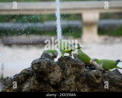 perroquets verts eau potable dans les jardins botaniques de rome italie Banque D'Images