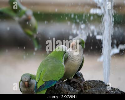 perroquets verts eau potable dans les jardins botaniques de rome italie Banque D'Images