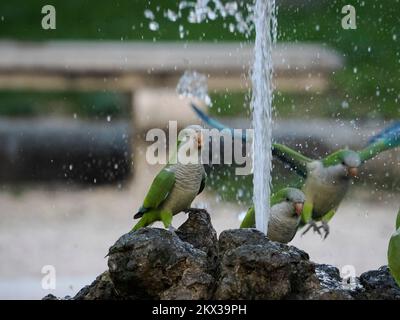 perroquets verts eau potable dans les jardins botaniques de rome italie Banque D'Images