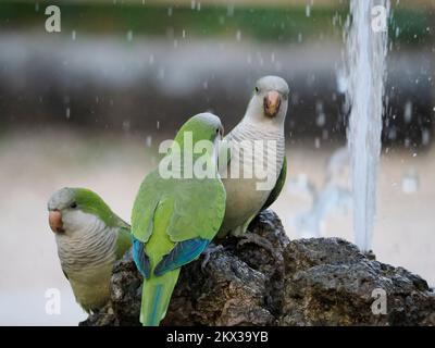 perroquets verts eau potable dans les jardins botaniques de rome italie Banque D'Images