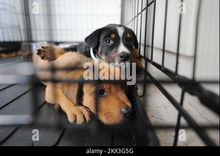 Ouragan Ike, île Galveston, TX, 17 septembre 2088 les chiens déplacés par l'ouragan Ike sont abrités au centre local mis en place par la Société Humane. Photographies relatives aux programmes, aux activités et aux fonctionnaires de gestion des catastrophes et des situations d'urgence Banque D'Images