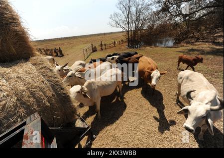 L'ouragan Ike, dans la péninsule bolivarienne, au Texas, 20 septembre 2008 a déplacé les aliments du bétail sur des rouleaux de foin d'un camion à plateau. De la nourriture et de l'eau douce sont apportées à l'île pour aider les bovins déplacés par l'ouragan Ike. Photographies relatives aux programmes, aux activités et aux fonctionnaires de gestion des catastrophes et des situations d'urgence Banque D'Images