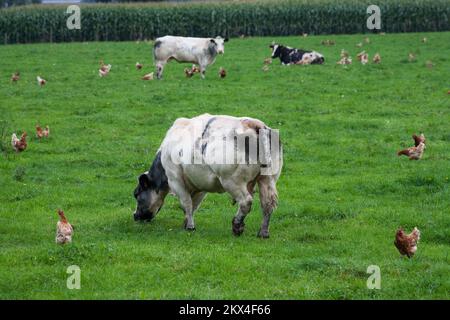 Pays-Bas, Varsseveld - élevage de poulets et de bovins à aire libre Banque D'Images