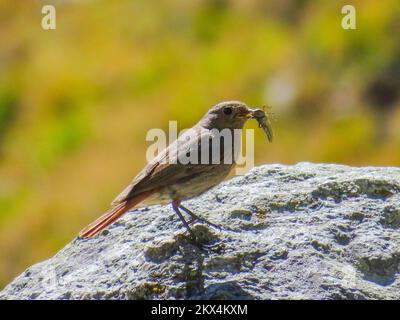 Italie, Alpes - le redstart noir (Phoenicurus ochruros) est un petit oiseau de passereau du genre Phoenicurus. Banque D'Images