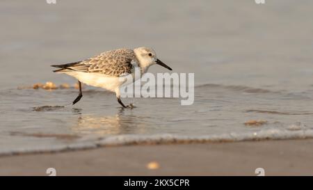 Sanderling (Calidris alba) longeant la côte, côte nord de Norfolk, Royaume-Uni Banque D'Images