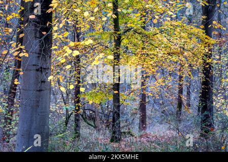 Les bouleaux argentés à l'automne Banque D'Images