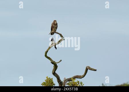 Buzzard- Buteo buteo et Magpie-Pica pica perchés sur un arbre. Banque D'Images