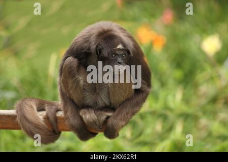 Goldatelnklammeraffe / Monkey araignée à ventre blanc / Ateles belzebuth Banque D'Images