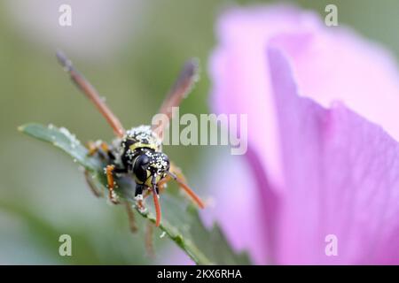 25.06.2018., Zagreb, Croatie - Vespula vulgaris, connue sous le nom de guêpe commune, est une guêpe présente dans diverses régions du monde, y compris le Royaume-Uni, l'Allemagne, l'Inde, la Chine, la Nouvelle-Zélande, Et en Australie. Il est parfois connu sous le nom de guêpe européenne; le même nom est utilisé pour l'espèce Vespula germanica, également connue sous le nom de guêpe allemande. Un autre nom pour Vespula vulgaris est le 'blouson jaune commun'. Il a été découvert en 2010 que les guêpes en Amérique du Nord que l'on croyait être Vespula vulgaris sont en fait une espèce différente, Vespula alascensis. Vespula vulgaris est un vespid eusocial qui se construit Banque D'Images