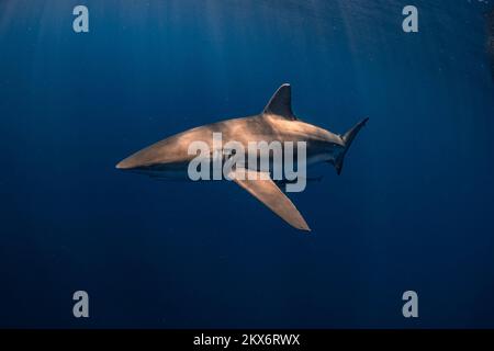 CES IMAGES ÉPOUSTOUFLANTES de 29 novembre ont permis de capturer un requin affamé qui a traversé une balle de petits poissons qui cherchent à se nourrir d'un repas copieux. Banque D'Images