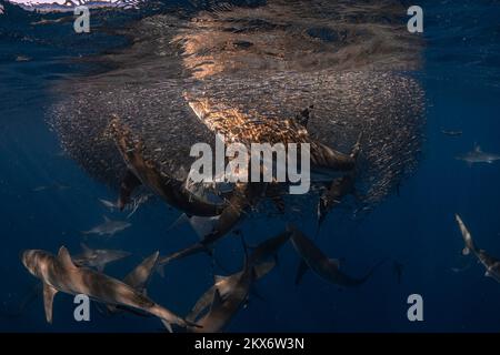 CES IMAGES ÉPOUSTOUFLANTES de 29 novembre ont permis de capturer un requin affamé qui a traversé une balle de petits poissons qui cherchent à se nourrir d'un repas copieux. Banque D'Images