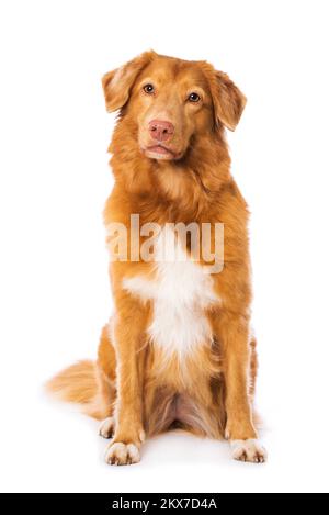 Chien de retriever à la chasse au canard de la Nouvelle-écosse, isolé sur fond blanc et regardant l'appareil photo Banque D'Images
