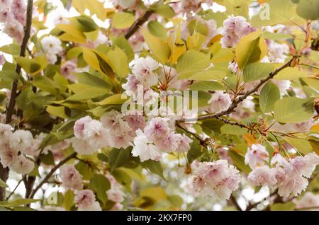 Prunus Serrulata. Fleur de cerisier dans le jardin japonais de Vrnjačka Banja Banque D'Images
